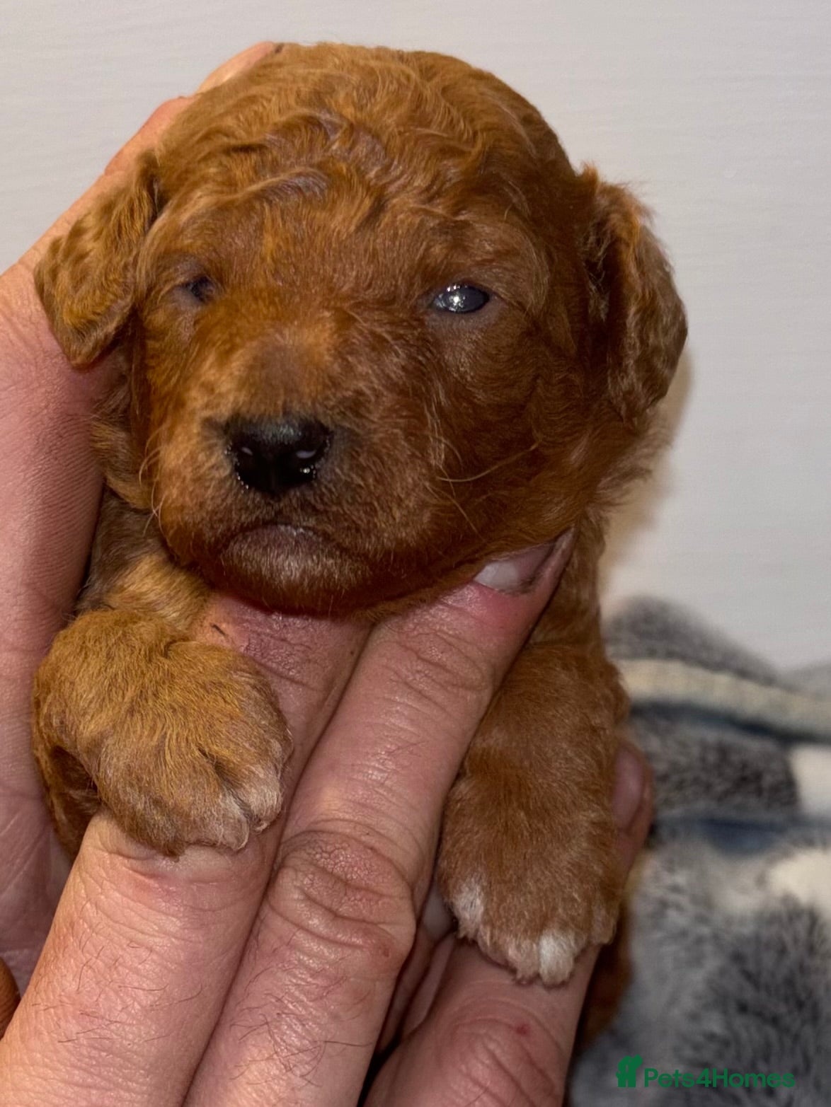 Cockapoo dogs F1B cockapoo puppies  - Advert 15