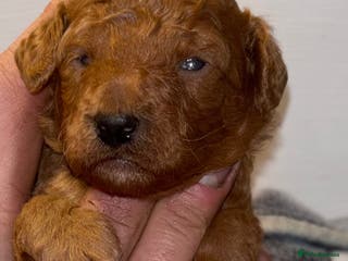 Cockapoo dogs F1B cockapoo puppies - Advert 15