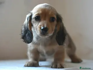 Miniature Dachshund dogs Miniature long haired Dachshund puppies Kc reg - Advert 5