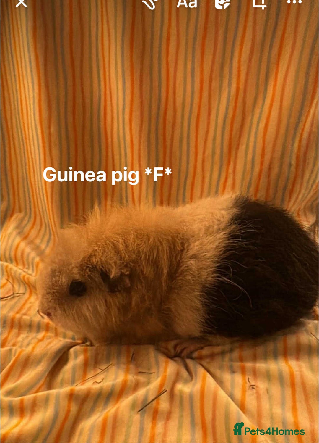 Guinea Pig rodents for sale: Mixed age female Guinea pigs for sale - Advert 5