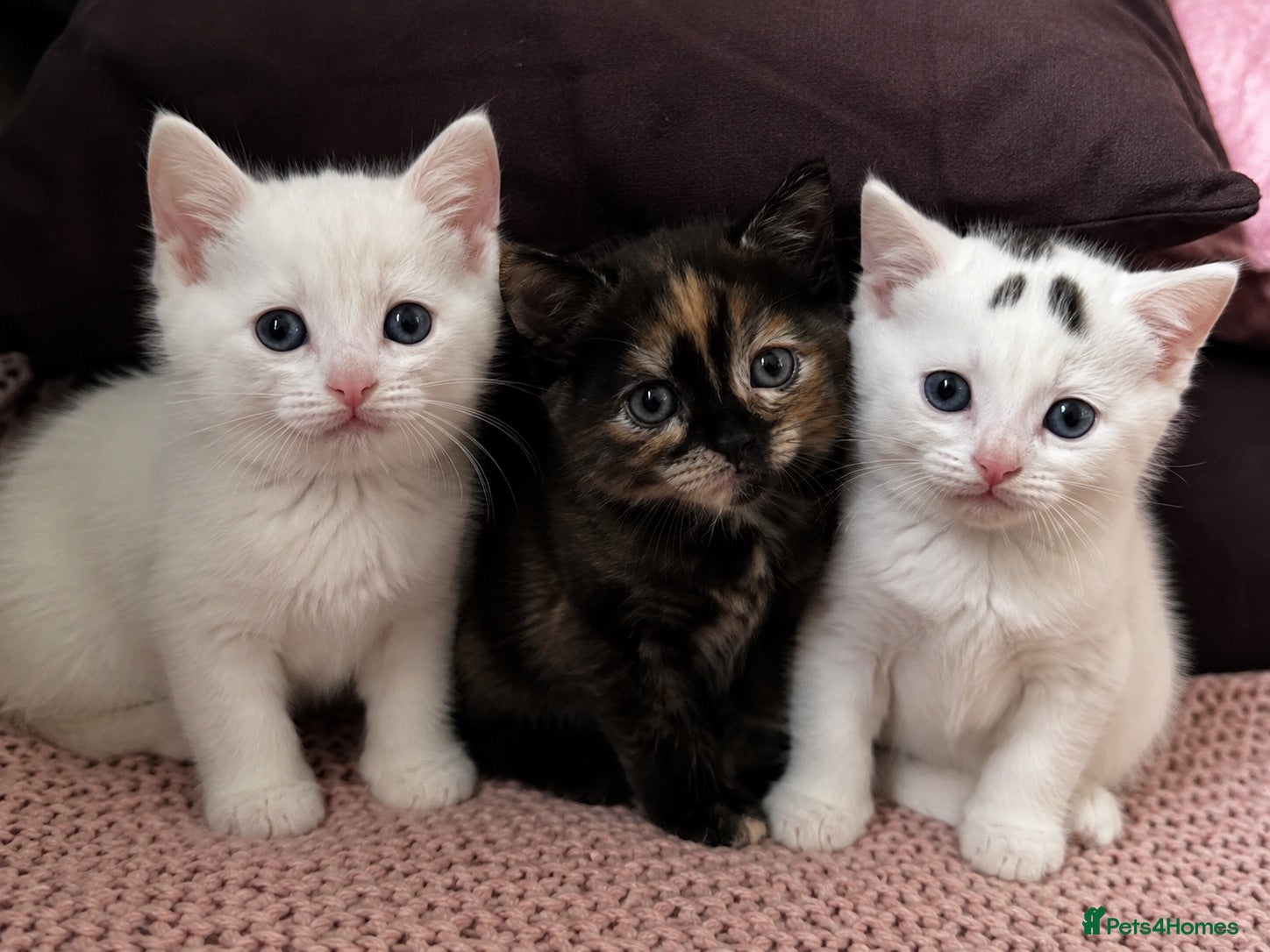 Mixed Breed cats Pick me, I’m ready for my forever home 💗💗💙 - Advert 3