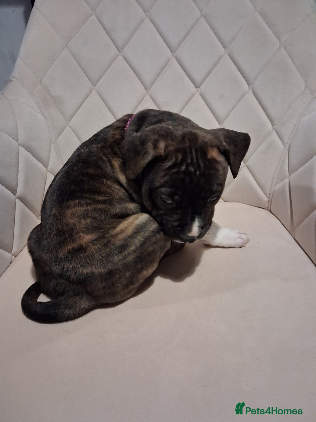 Mixed Breed dogs for sale: American bully Staffordshire bull terrier Puppies  - Advert 9