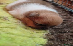 Pomeranian dogs for sale: Top Quality -KC registered  - Image 10