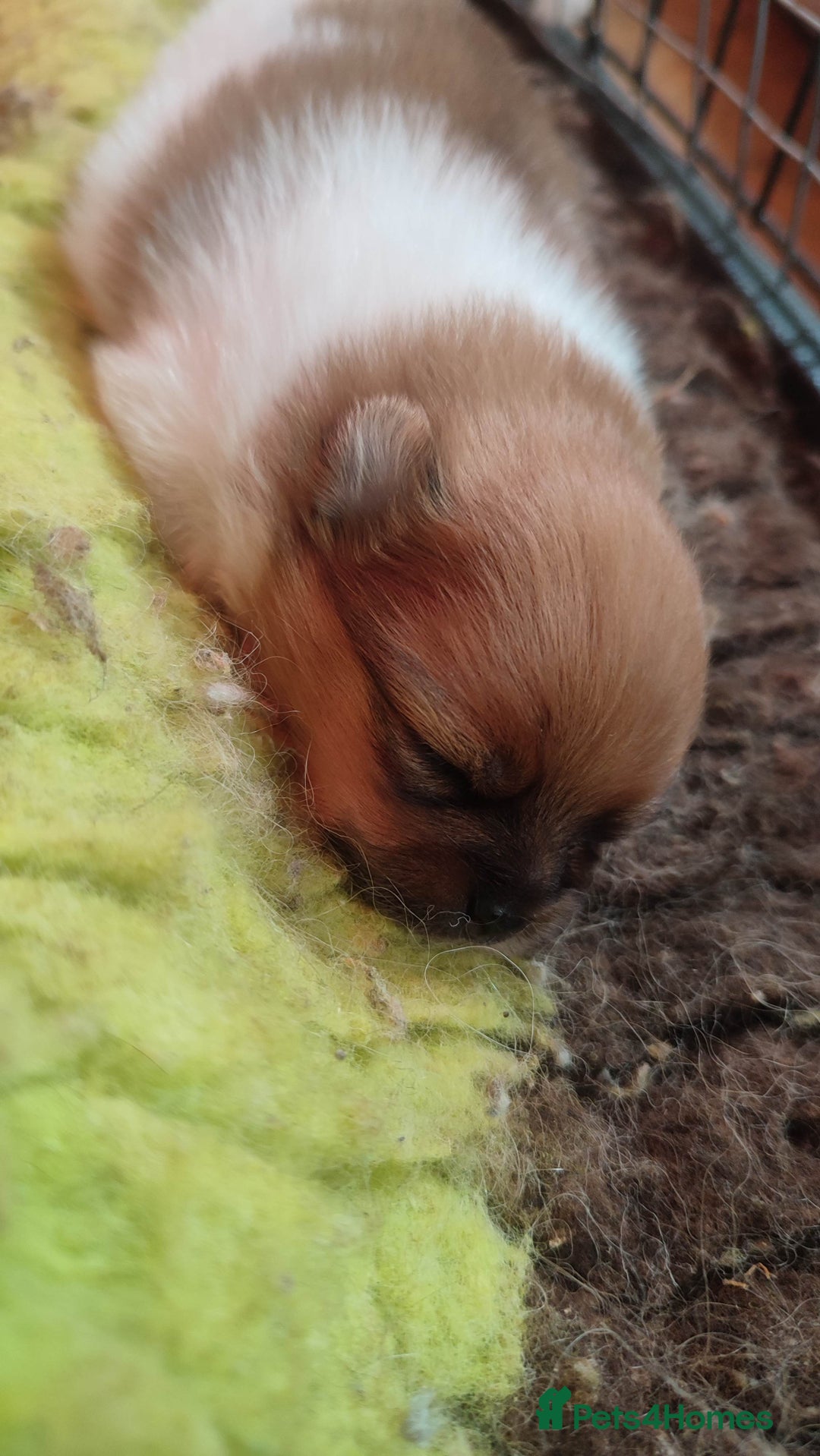 Pomeranian dogs for sale: Top Quality -KC registered  - Image 10