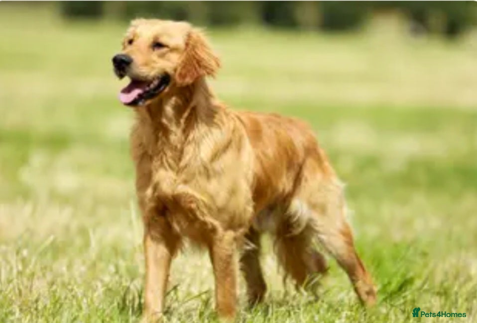 Golden Retriever dogs for sale: 7 beautiful golden retriever babies - Advert 16