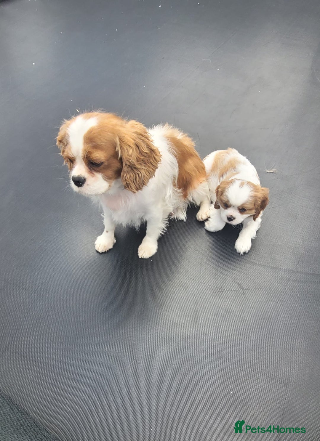 Cavalier King Charles Spaniel dogs for sale: Male Cavalier King Charles spaniel  - Image 15