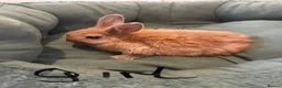 Netherland Dwarf rabbits for sale: Netherland dwarf rabbit  - Advert 2