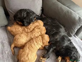Cavalier King Charles Spaniel dogs STUNNING HEALTH CHECKED DNA TESTED PUPPIES - Advert 5