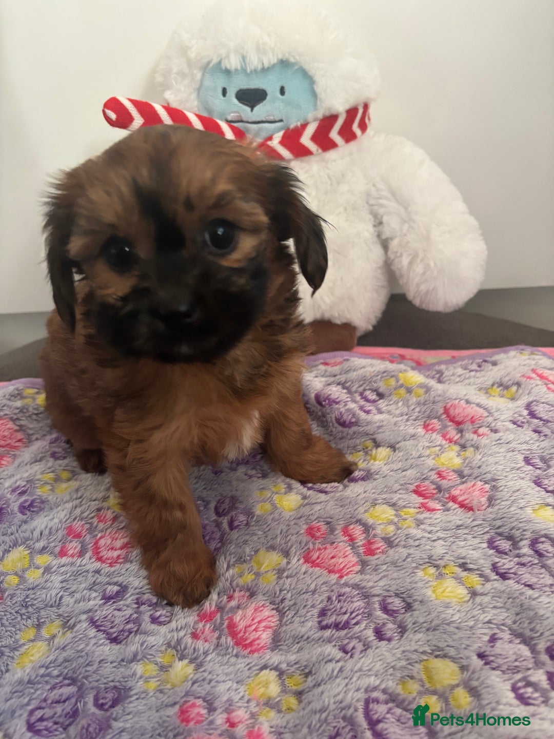 Mixed Breed dogs for sale: Lovely little shipoo pups  - Advert 4