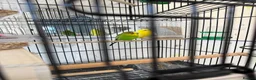 Budgerigars birds for sale: Budgies with Huge Cage and all other accessories in Coventry - Advert 7