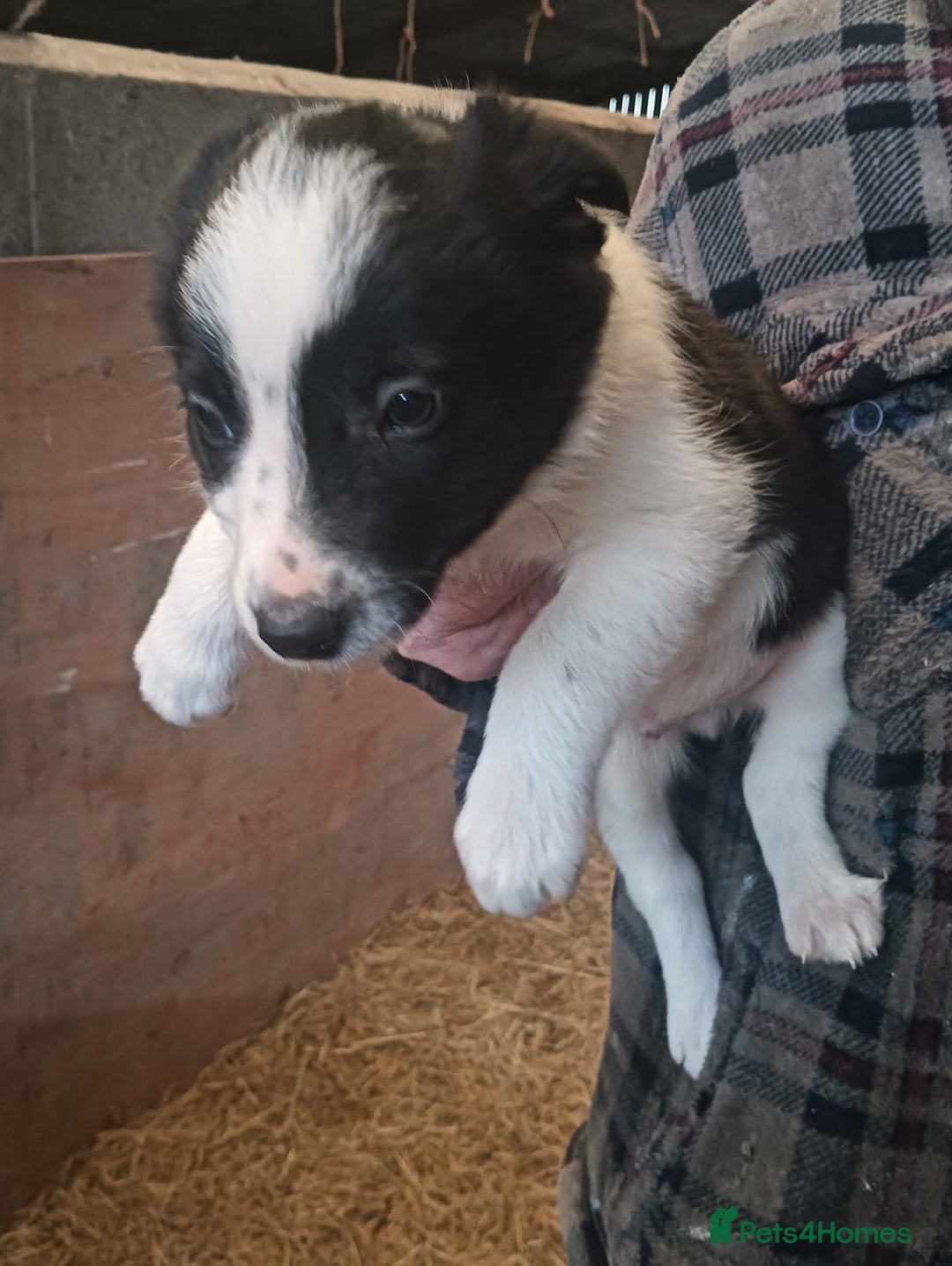 Border Collie dogs for sale: Border Collie puppies for sale  - Advert 6