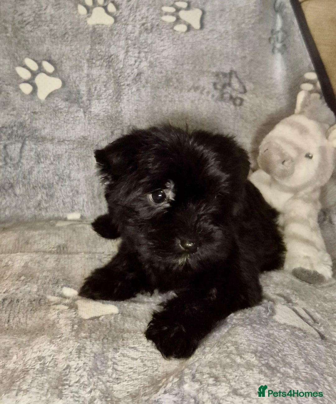Mixed Breed dogs for sale: Tiny Black Biewer yorkie Available  - Advert 2