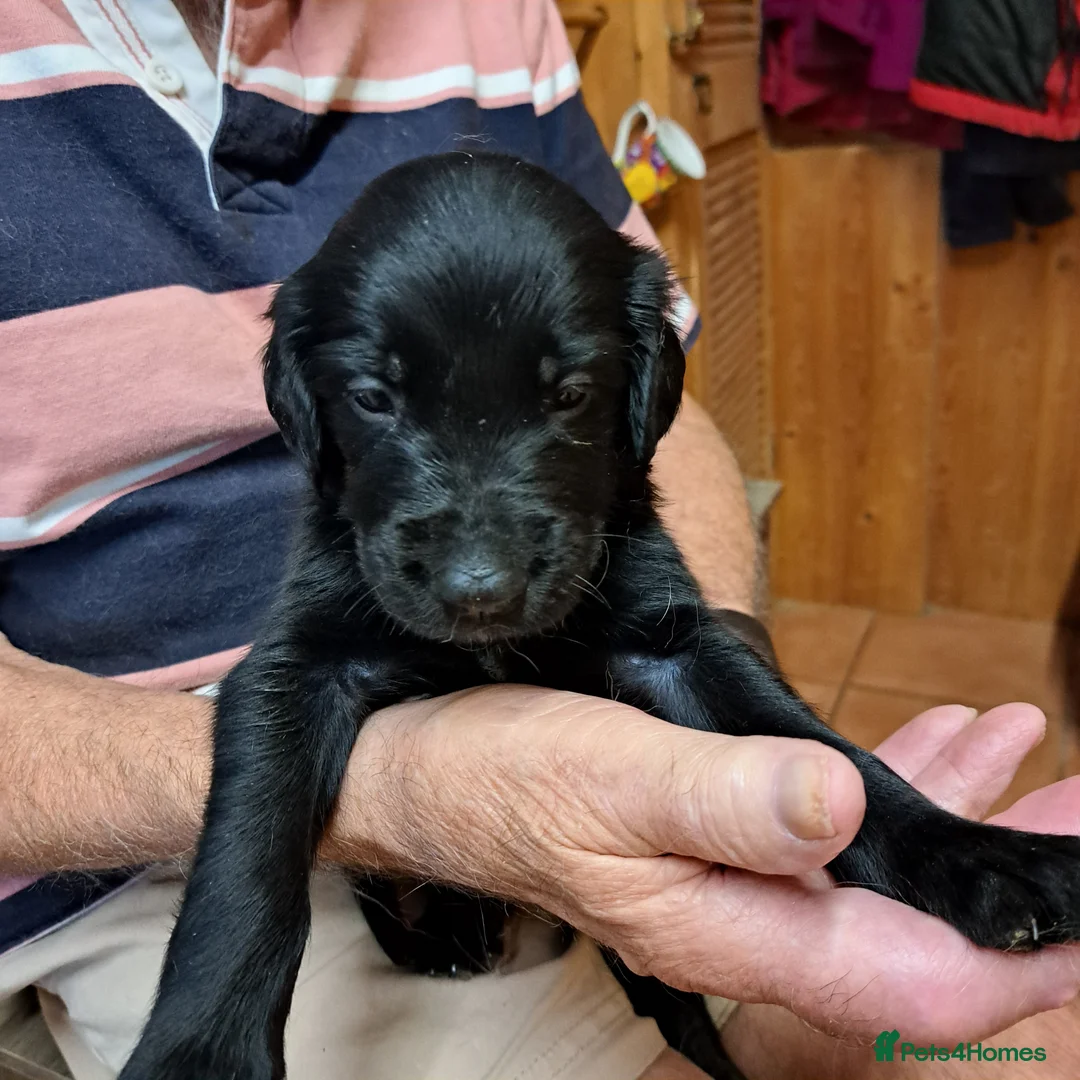 Flat coated Retriever dogs for sale: Beautiful flatcoat/goldie in Yeovil - Advert 2