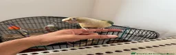 Conures birds for sale: Friendly Conure for Sale - Advert 4