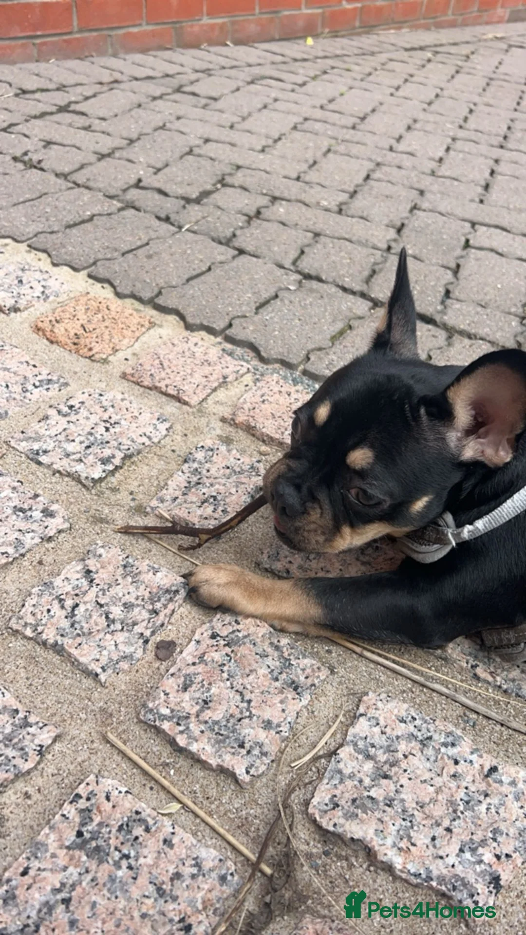 French Bulldog dogs for sale: French bulldog to rehome 1 year old - Advert 3