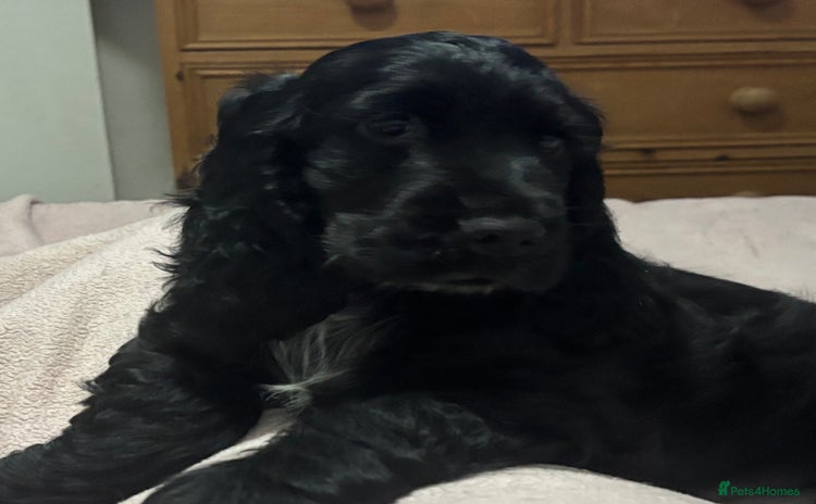 Cocker Spaniel dogs - Advert 2