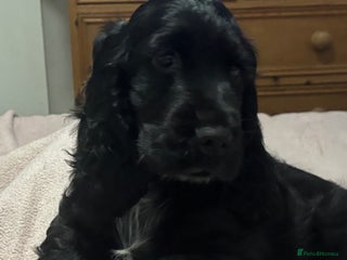Cocker Spaniel dogs for sale - Advert 1