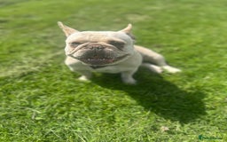 French Bulldog dogs for sale: French bulldog - Image 6