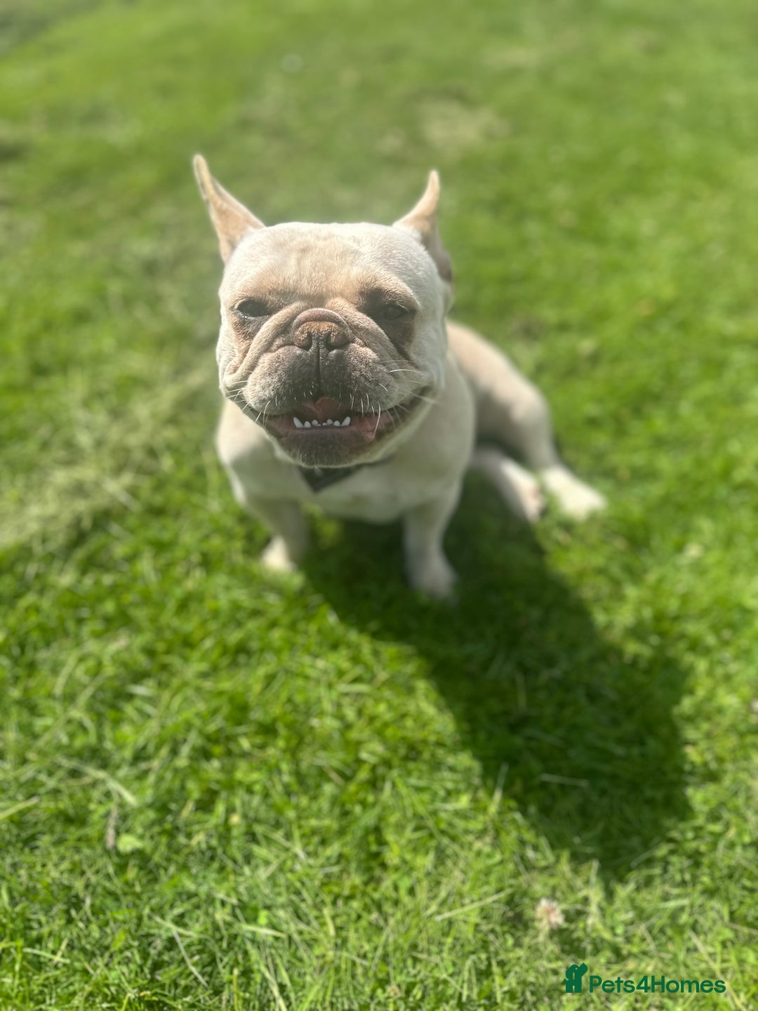 French Bulldog dogs for sale: French bulldog - Image 6