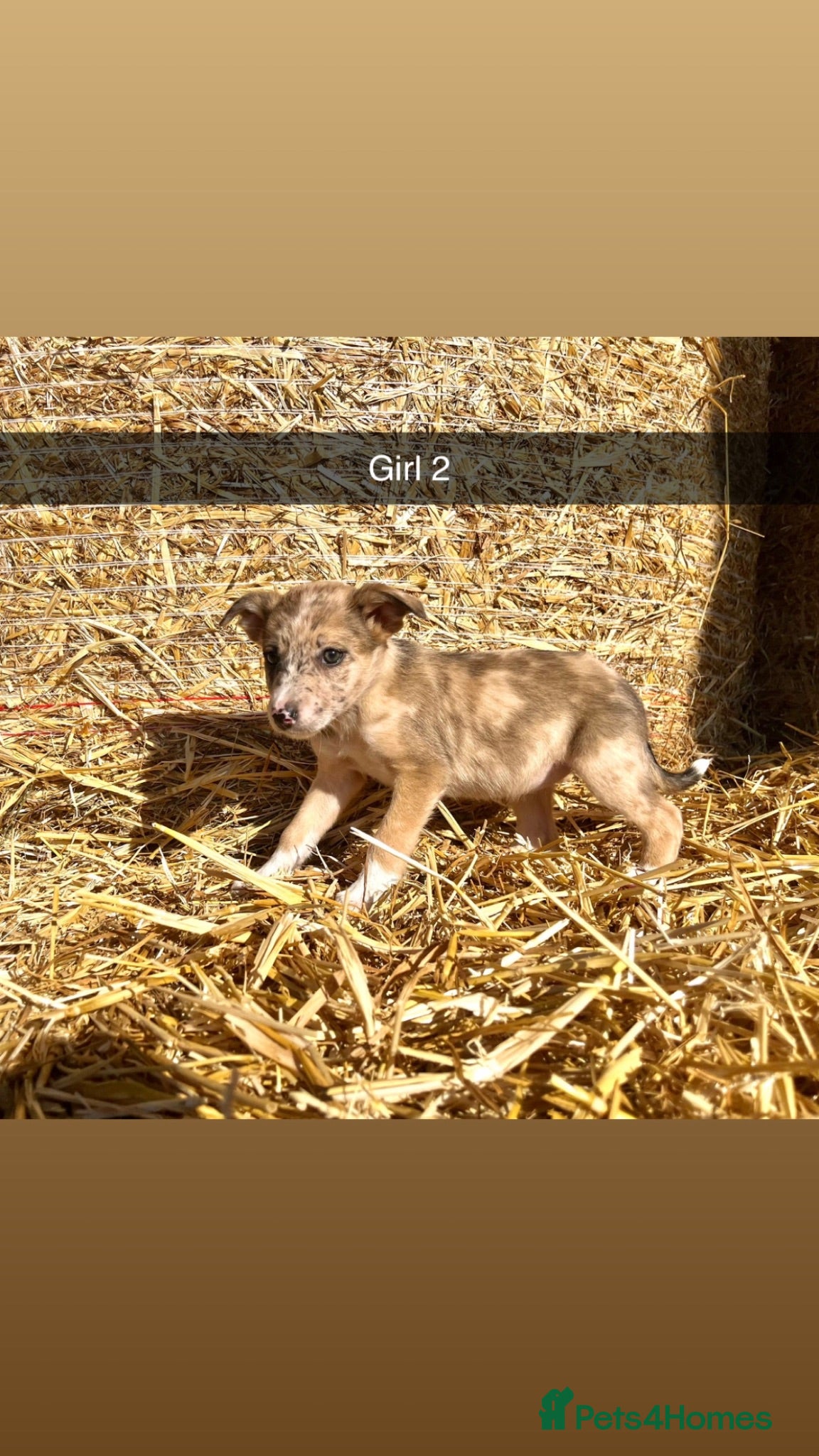 Border Collie dogs Stunning collie puppies for sale - Advert 2