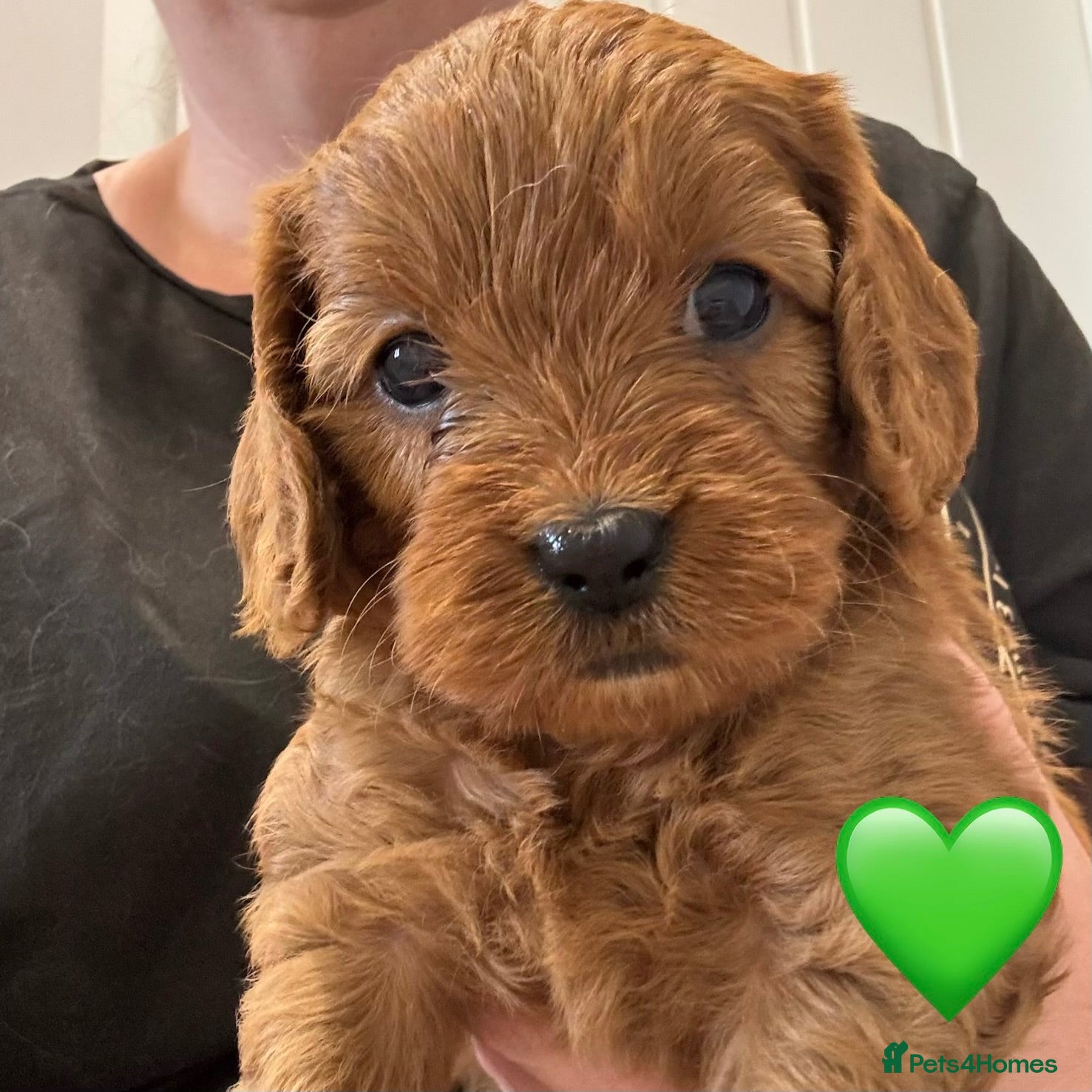 Cavapoo dogs Beautiful Cavapoo pups ready to leave 20th August! - Advert 11