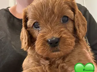 Cavapoo dogs Beautiful Cavapoo pups ready to leave 20th August! - Advert 11