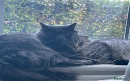 Scottish Fold cats for sale: beautiful Scottish Fold×Nebelung Kittens in Liverpool - Image 2
