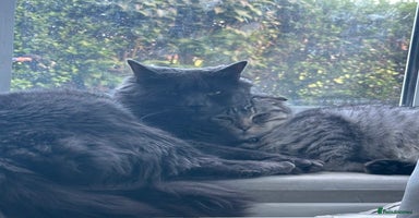 Scottish Fold cats in Liverpool - Advert 6