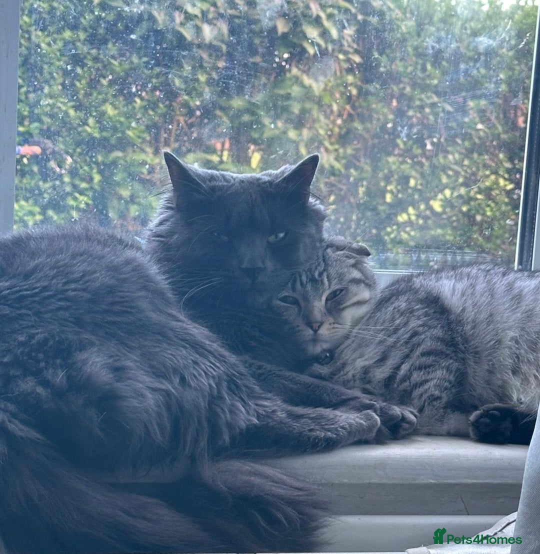 Scottish Fold cats for sale: beautiful Scottish Fold×Nebelung Kittens in Liverpool - Image 2