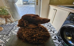 Irish Setter dogs for stud: KC REGISTERED IRISH SETTER FOR STUD  - Image 3