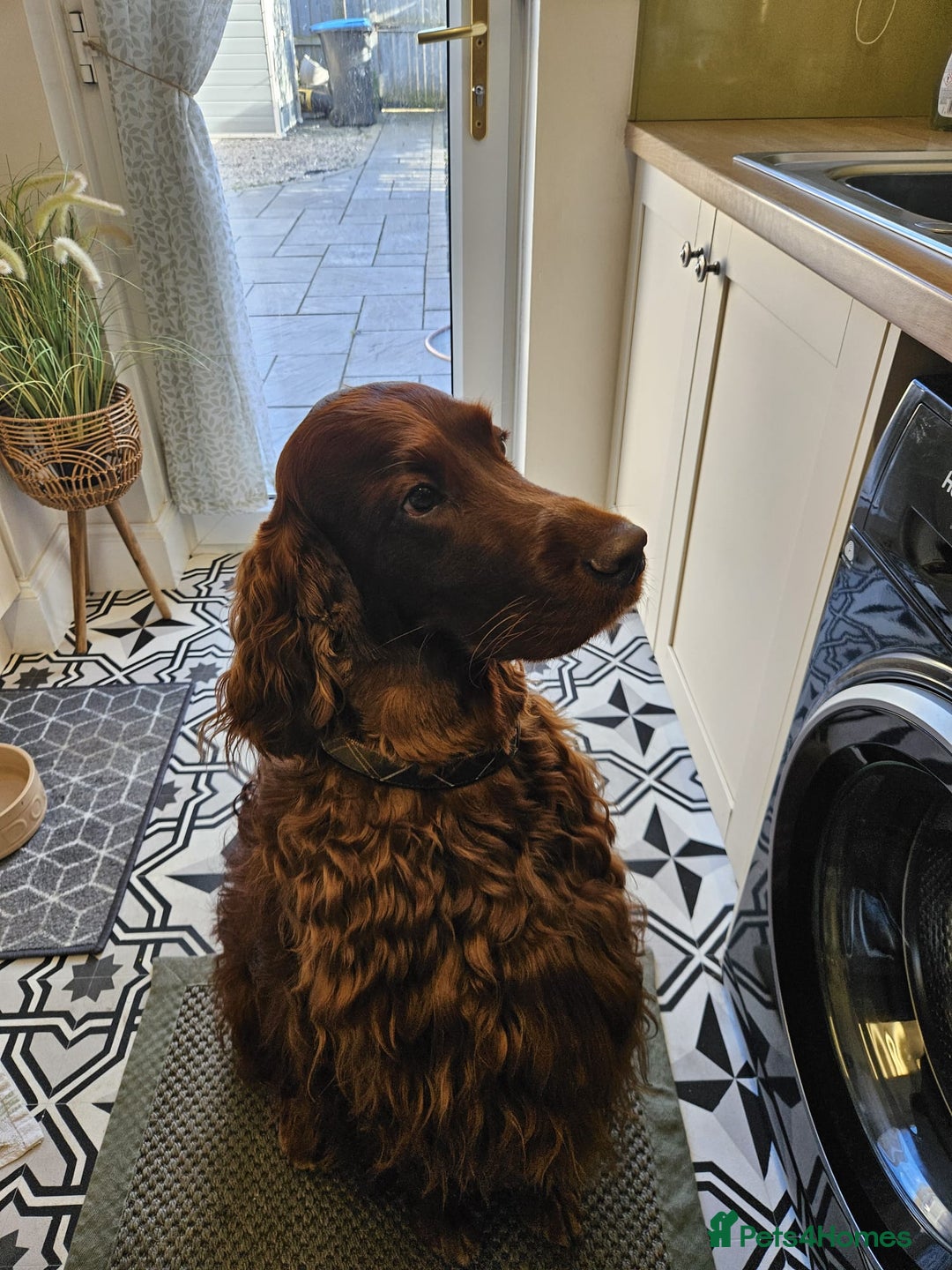 Irish Setter dogs for stud: KC REGISTERED IRISH SETTER FOR STUD  - Image 3