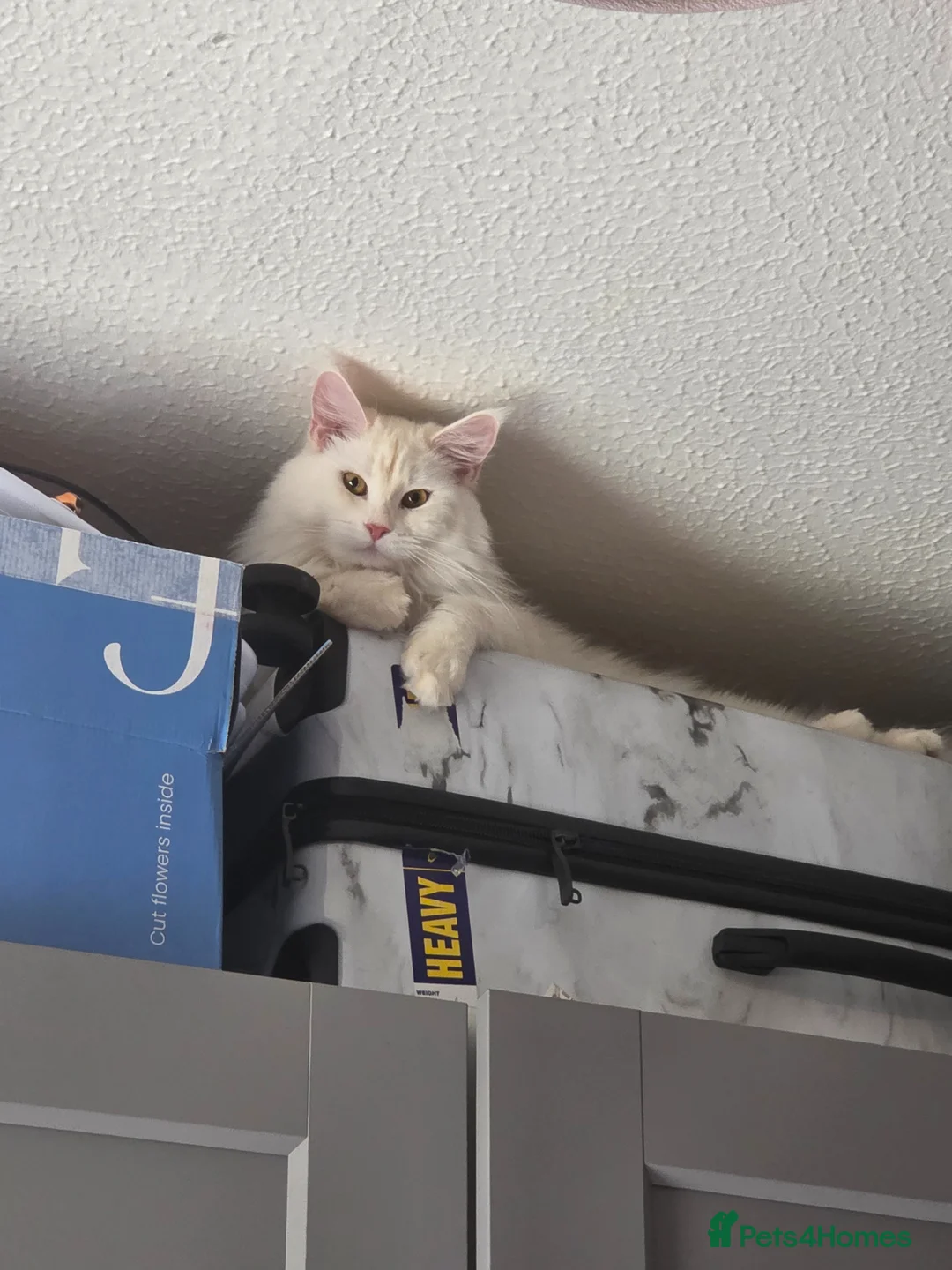 Maine Coon cats for sale: Pure White Full Breed Maine Coon Girl - Advert 1