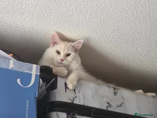 Maine Coon cats Pure White Full Breed Maine Coon Girl - Advert 1