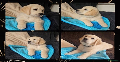Golden Retriever dogs - Advert 1