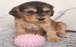 Cockapoo dogs for sale: Cockapoo's - Image 12