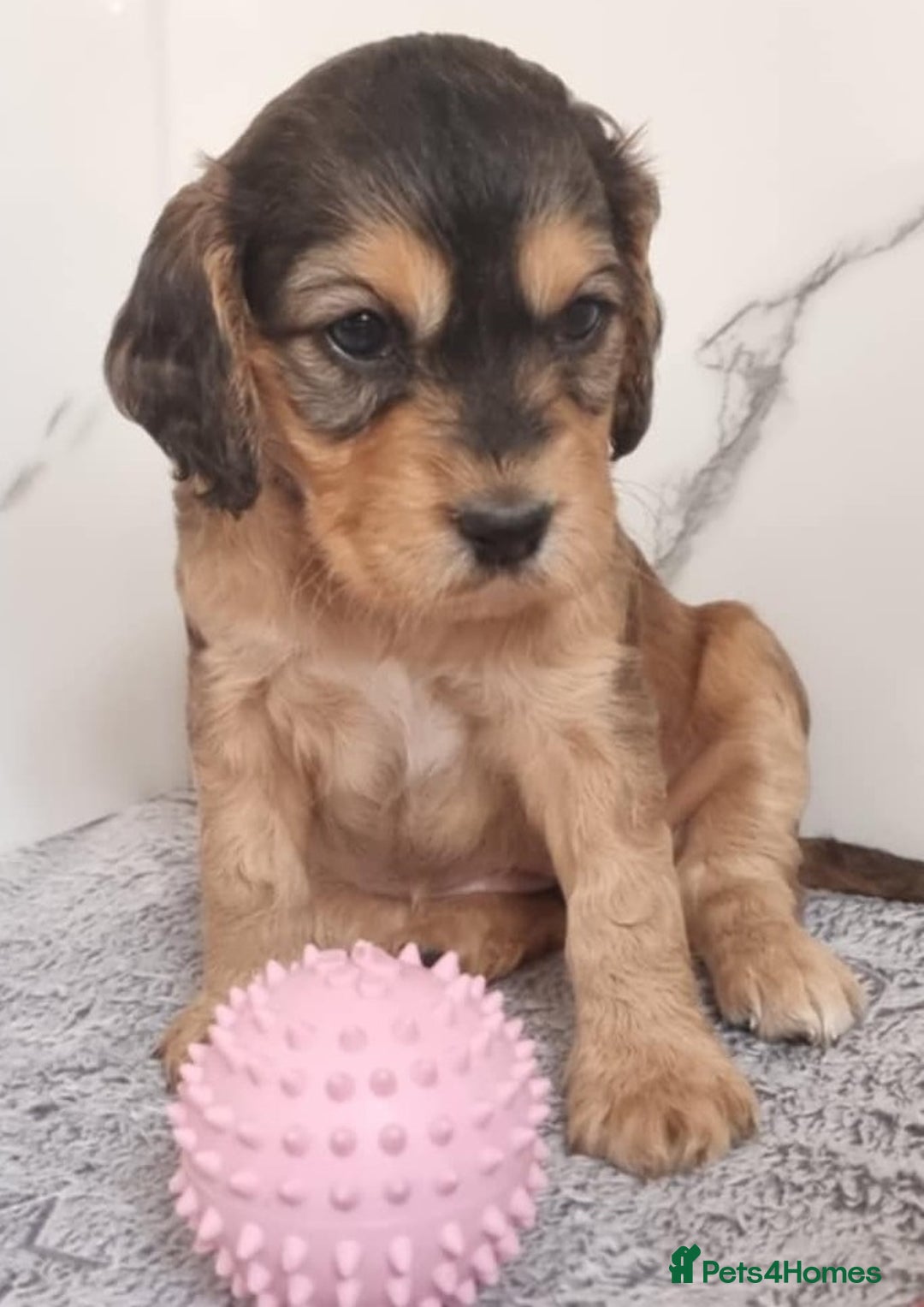 Cockapoo dogs for sale: Cockapoo's - Image 12