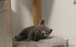 British Shorthair cats for sale: British shorthair blue / lilac kittens  - Image 1