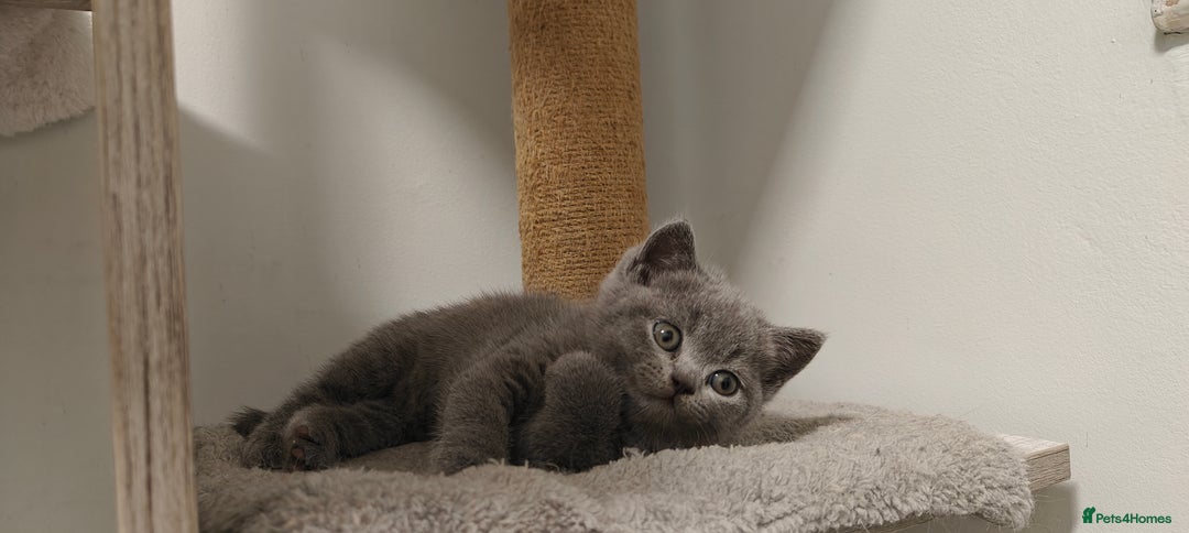 British Shorthair cats for sale: British shorthair blue / lilac kittens  - Image 1
