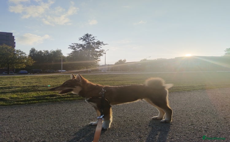 Saarloos Wolfdog dogs - Advert 2
