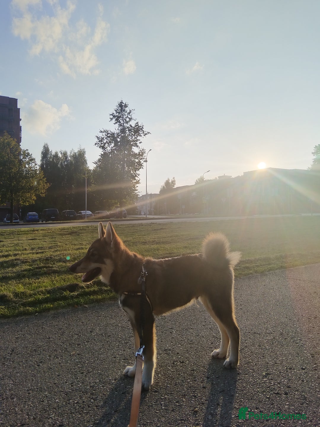 Saarloos Wolfdog dogs for sale: WEST SIBERIAN LAIKA 4 MONTHS OLD IMPORTED - Image 1