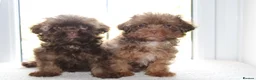 Shihpoo dogs for sale: Chocolate shihpoo’s  - Advert 7
