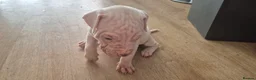 Mixed Breed dogs for sale: Beautiful Staffy x pups - friendly and healthy - Advert 16
