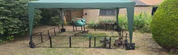 Belgian Shepherd Dog dogs for sale: Malinois KNPV Line Puppies — Police Sire - Advert 3