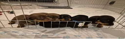 Miniature Dachshund dogs for stud: 🐾HUGO THE BOSS (KC REG & PRA CLEAR) PROVEN STUD🐾 in Manchester - Advert 24