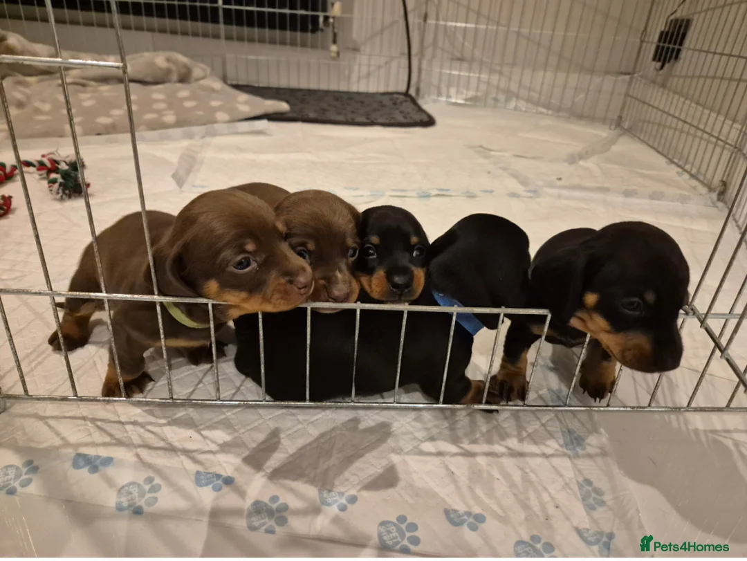 Miniature Dachshund dogs for stud: 🐾HUGO THE BOSS (KC REG & PRA CLEAR) PROVEN STUD🐾 in Manchester - Advert 24