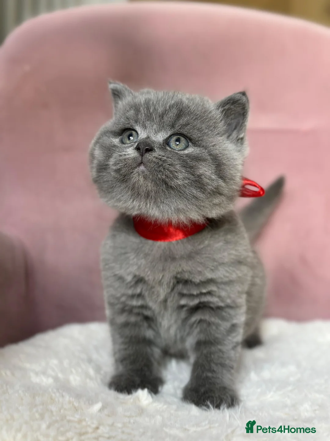 British Shorthair cats for sale: Adorable British Shorthair Kittens for Sale in Lincoln - Advert 32