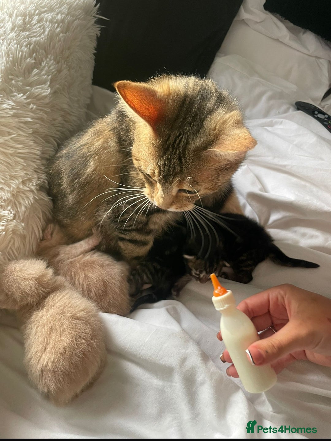 Mixed Breed cats for sale: 3 british shorthair kittens for sale  - Image 12