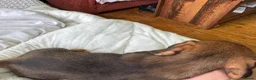Mixed Breed dogs for sale: 3/4 dauschund 1/4 yorkie pups  - Advert 4