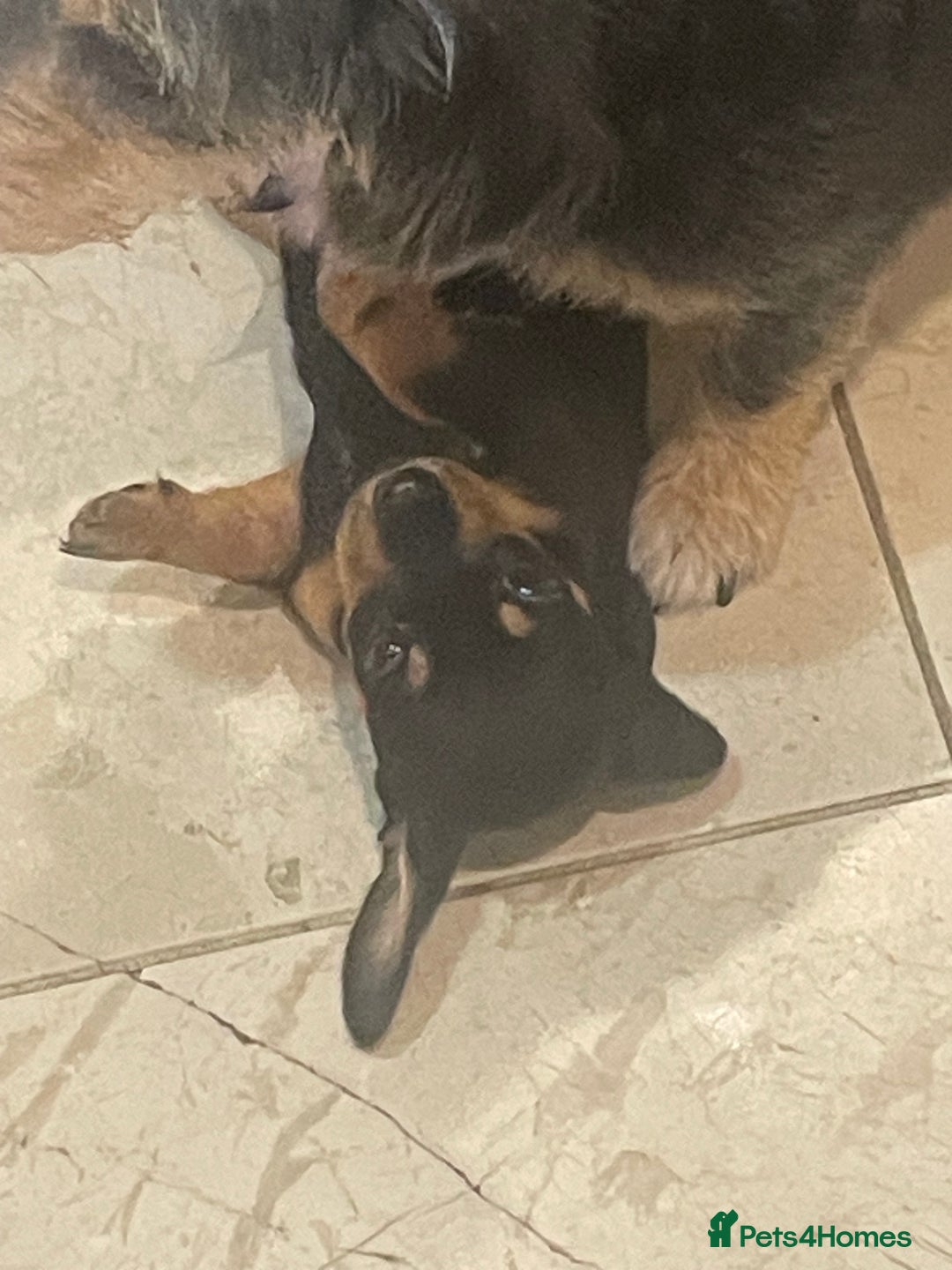 Dachshund dogs for sale: 4 gorgeous pups - Advert 2