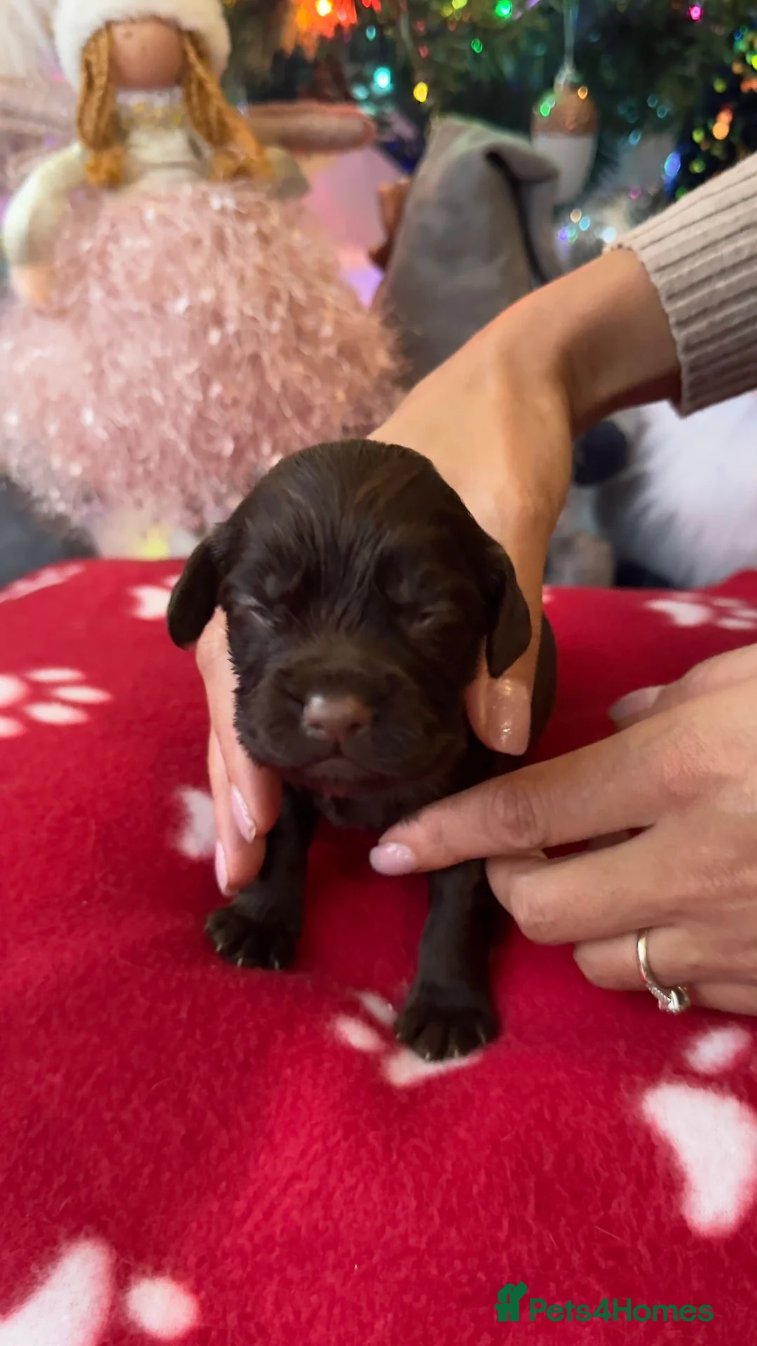 Cocker Spaniel dogs for sale:  Ready now!1 Boy left! KC Working Cocker Spaniels  - Advert 14